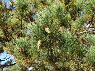 Pinus nigra — photographie botanique