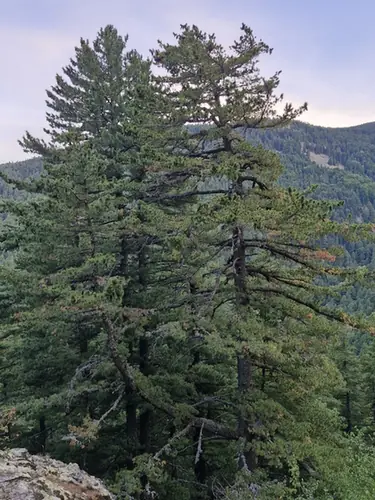 Pinus peuce — port de la plante