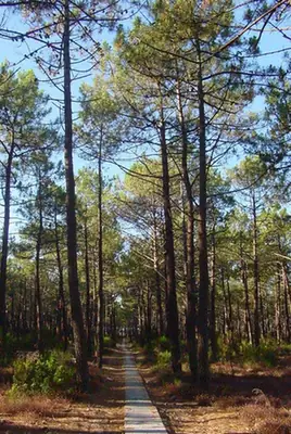 Pinus pinaster — port de la plante