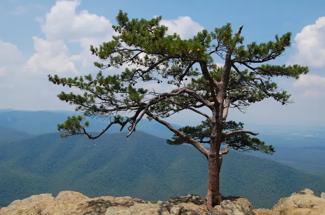 Pinus pungens — port de la plante