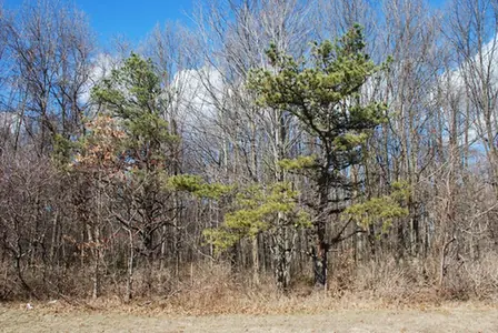 Pinus rigida — port de la plante