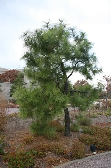 Pinus serotina — port de la plante