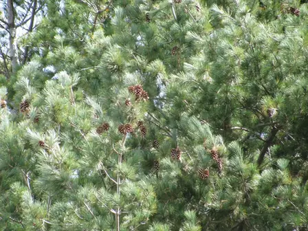 Pinus strobus — photographie botanique