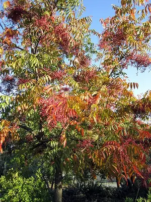 Pistacia chinensis — port de la plante
