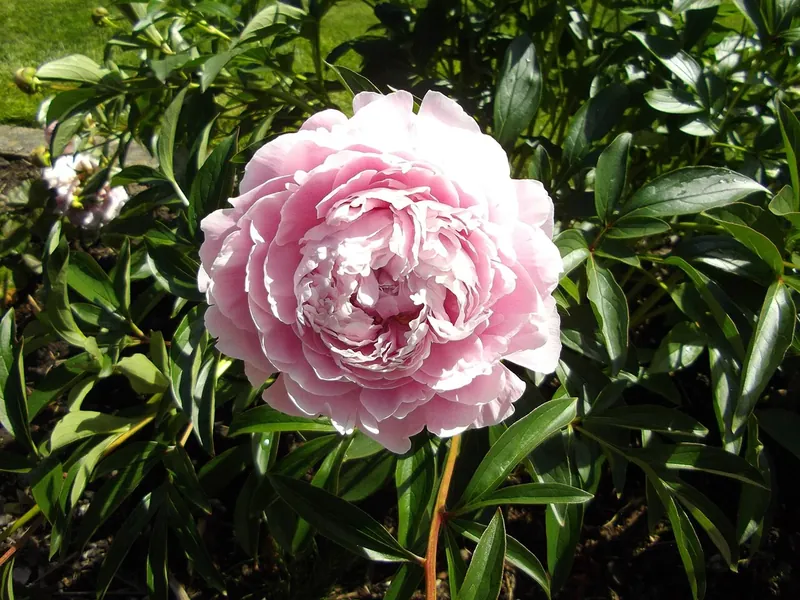 Pivoine herbacée aux fleurs roses doubles