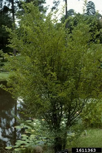 Planera aquatica — port de la plante