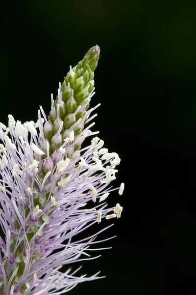 Plantago major — floraison