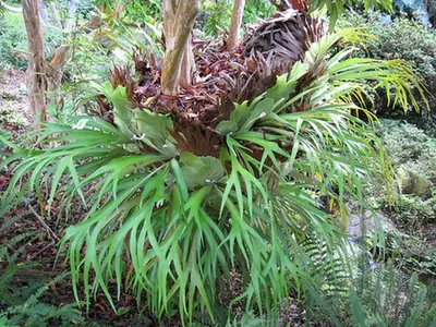 Platycerium bifurcatum — port de la plante