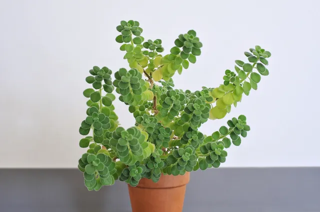 Plectranthus amboinicus — port de la plante