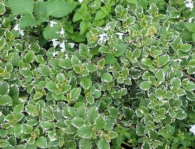 Plectranthus glabratus — photographie botanique