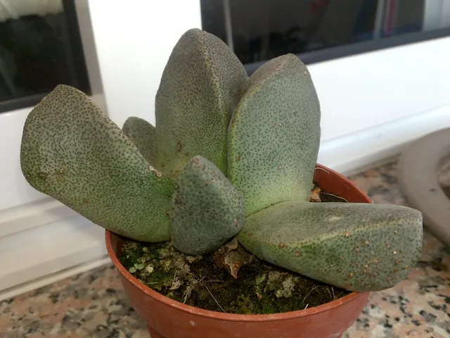 Pleiospilos bolusii — port de la plante