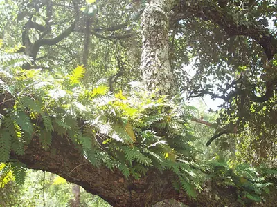 Pleopeltis polypodioides — port de la plante