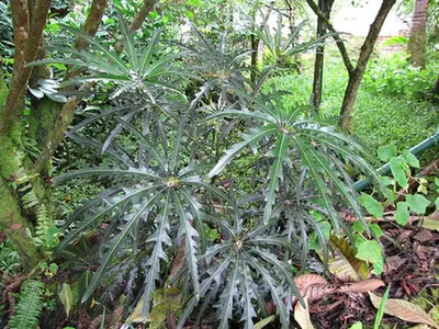 Plerandra elegantissima — port de la plante