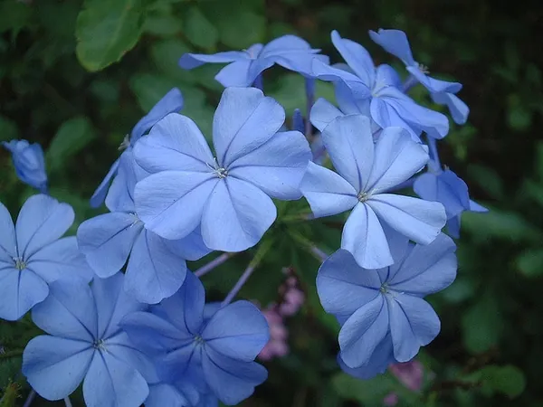 Plumbago auriculata — photographie botanique