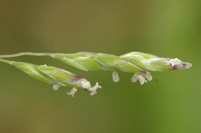 Poa annua — floraison