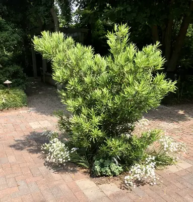 Podocarpus macrophyllus — port de la plante
