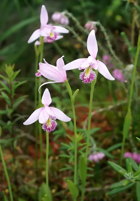 Pogonia ophioglossoides — photographie botanique