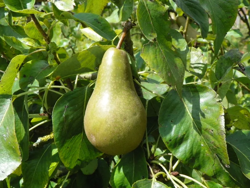 Poirier — Pyrus communis