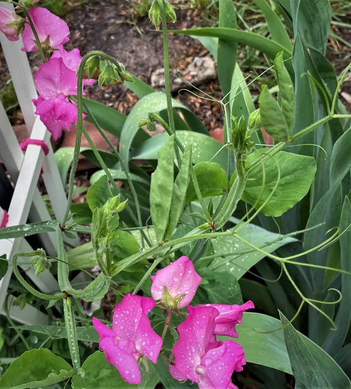 Pois de senteur — Lathyrus odoratus