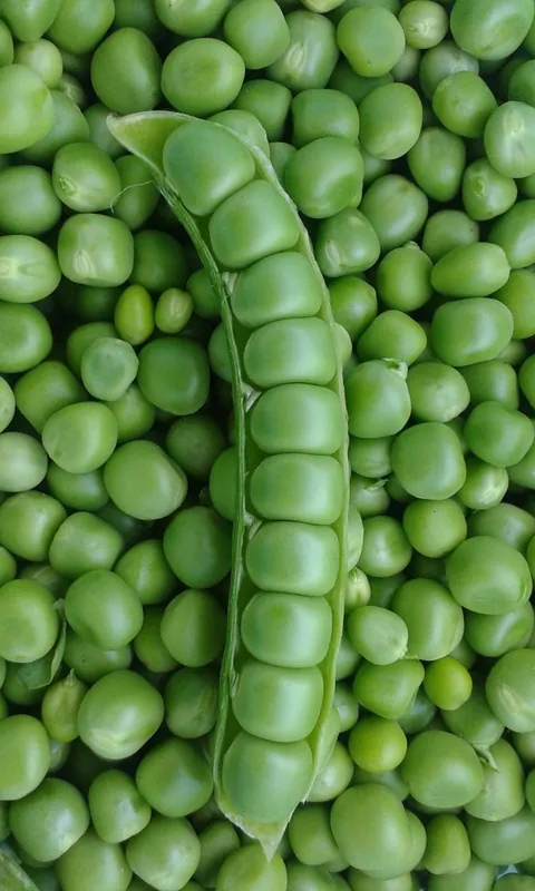 Pois — Pisum sativum