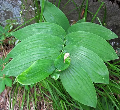 Polygonatum biflorum — feuillage