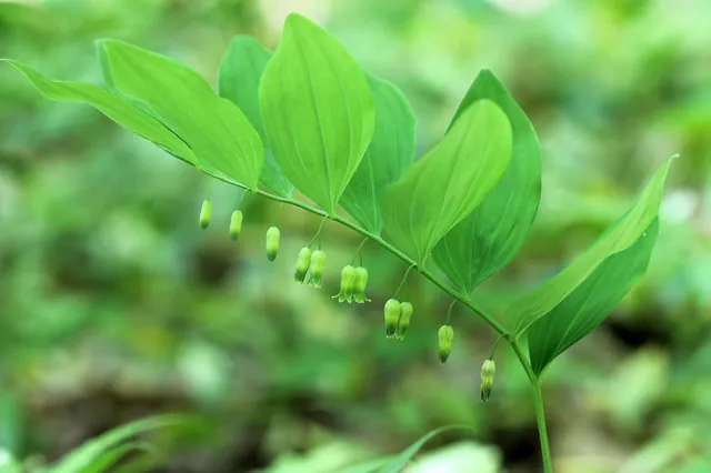 Polygonatum pubescens — floraison