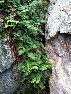 Polypodium virginianum — port de la plante