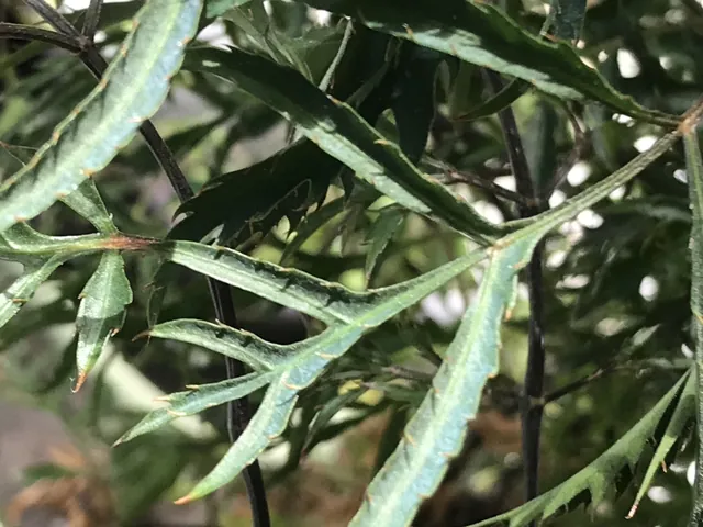 Polyscias fruticosa — feuillage