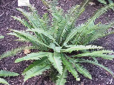 Polystichum munitum — photographie botanique