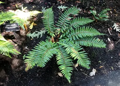 Polystichum polyblepharum — port de la plante