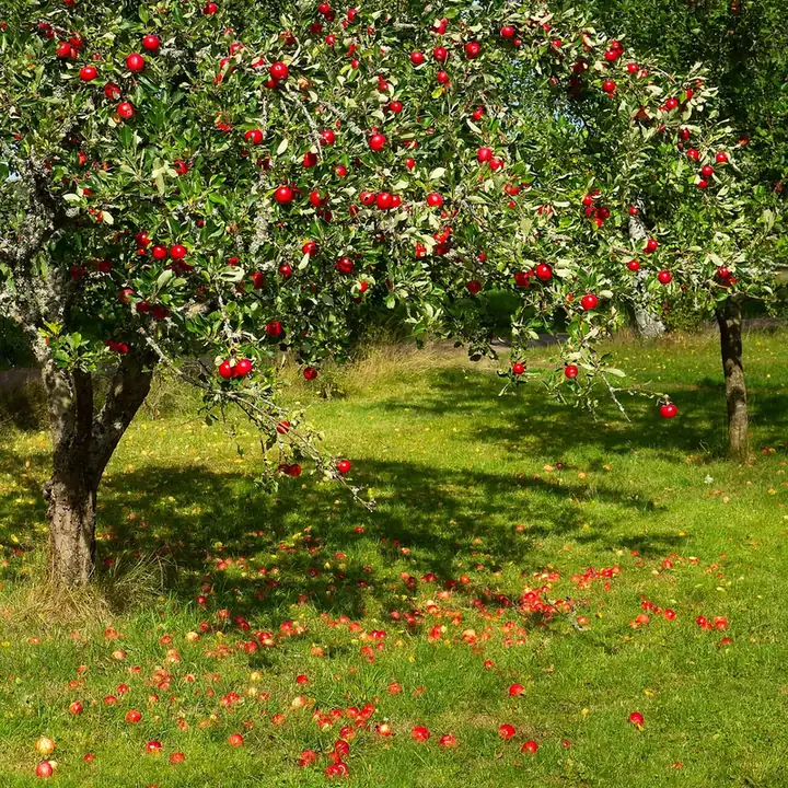 Pommier portant de nombreuses pommes rouges