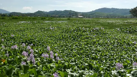 Pontederia crassipes — floraison