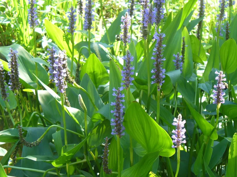 Pontédérie — Pontederia cordata
