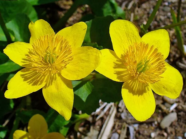 Populage des marais — Caltha palustris
