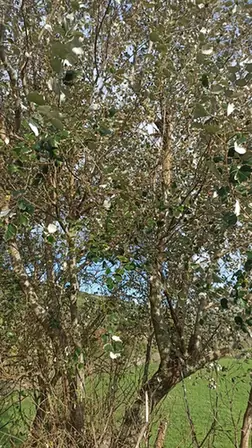 Populus alba — port de la plante