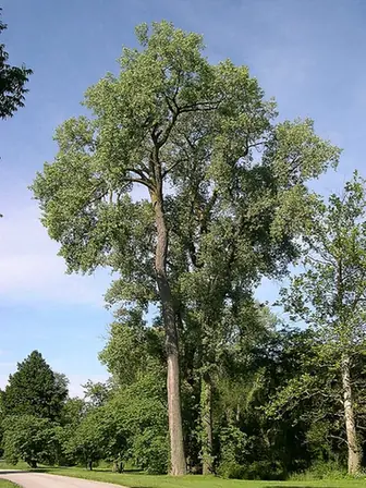 Populus deltoides — port de la plante