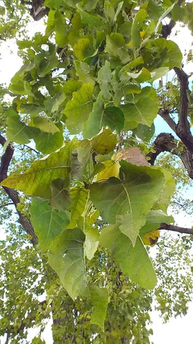 Populus heterophylla — feuillage