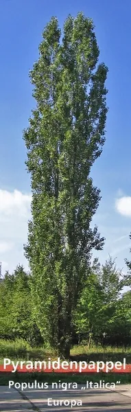 Populus nigra — port de la plante