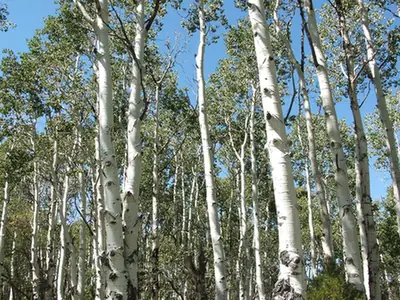 Populus tremuloides — port de la plante