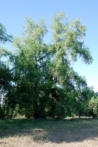Populus × acuminata — port de la plante
