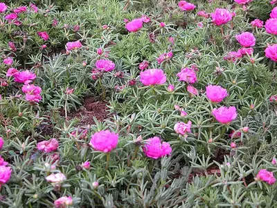Portulaca grandiflora — port de la plante