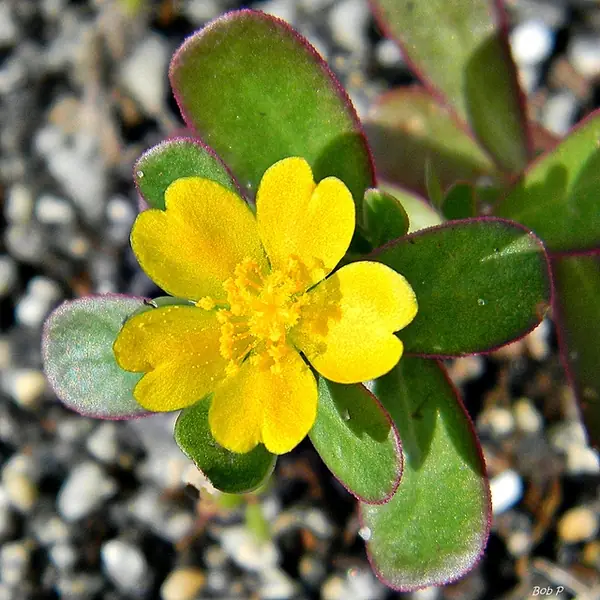 Portulaca oleracea — floraison