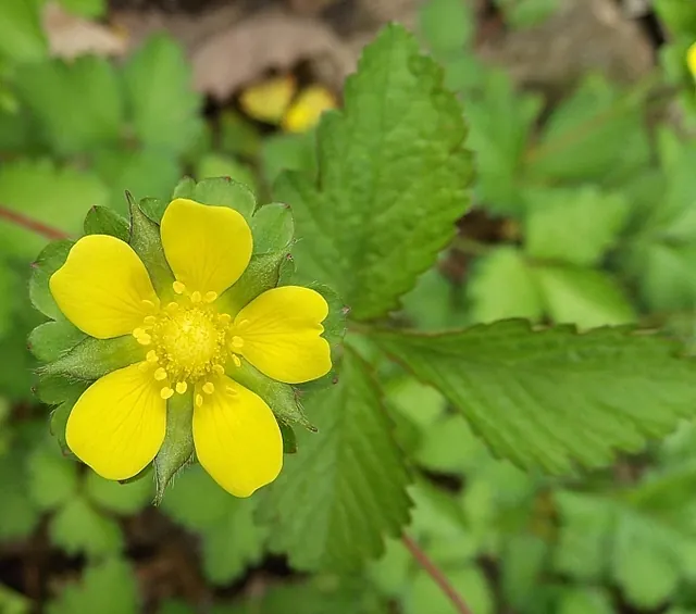 Potentilla indica — floraison