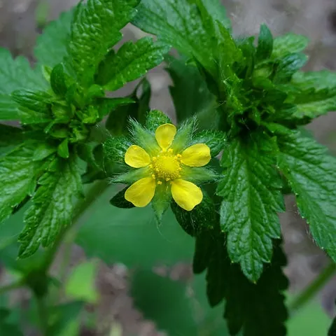 Potentilla recta — floraison