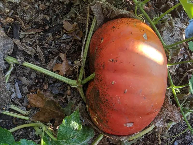 Potiron — Cucurbita maxima