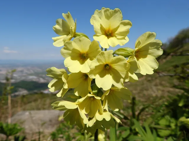 Primula elatior — floraison