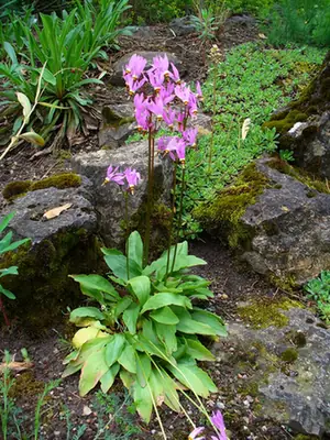 Primula meadia — floraison