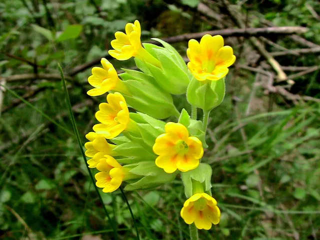 Primula veris — floraison