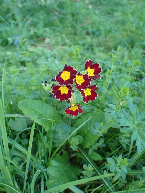 Primula × polyantha — port de la plante