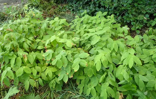 Prosartes maculata — port de la plante